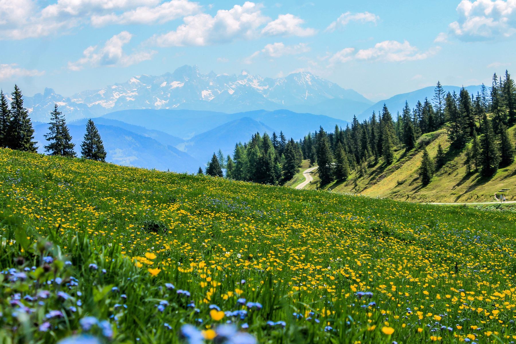 flores silvestres en una ladera de las montañas con cielos azules y nubes blancas
