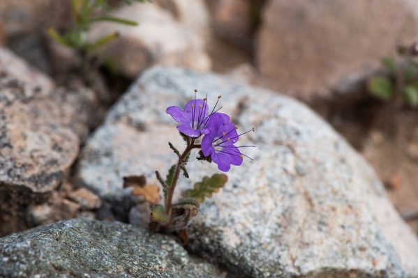 Femont Phacelia (P. fremontii) flower in the desert of Southern California, among rocks, ilustrating the concept of resilience