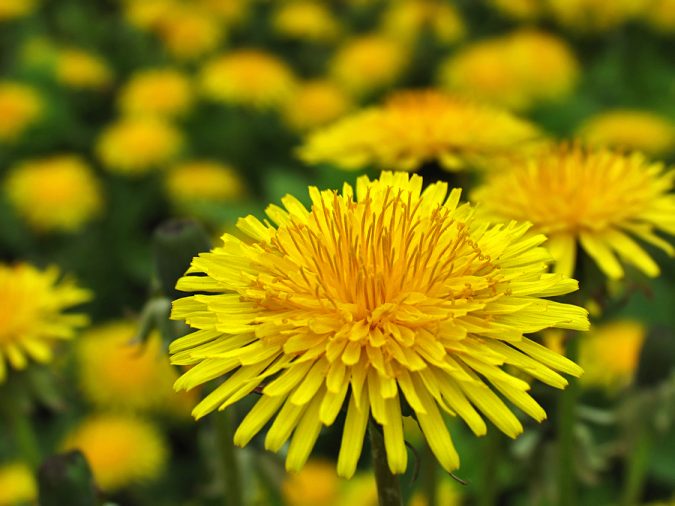 Field of dandelions. First spring flowers - yellow dandelion. Shallow depth of field